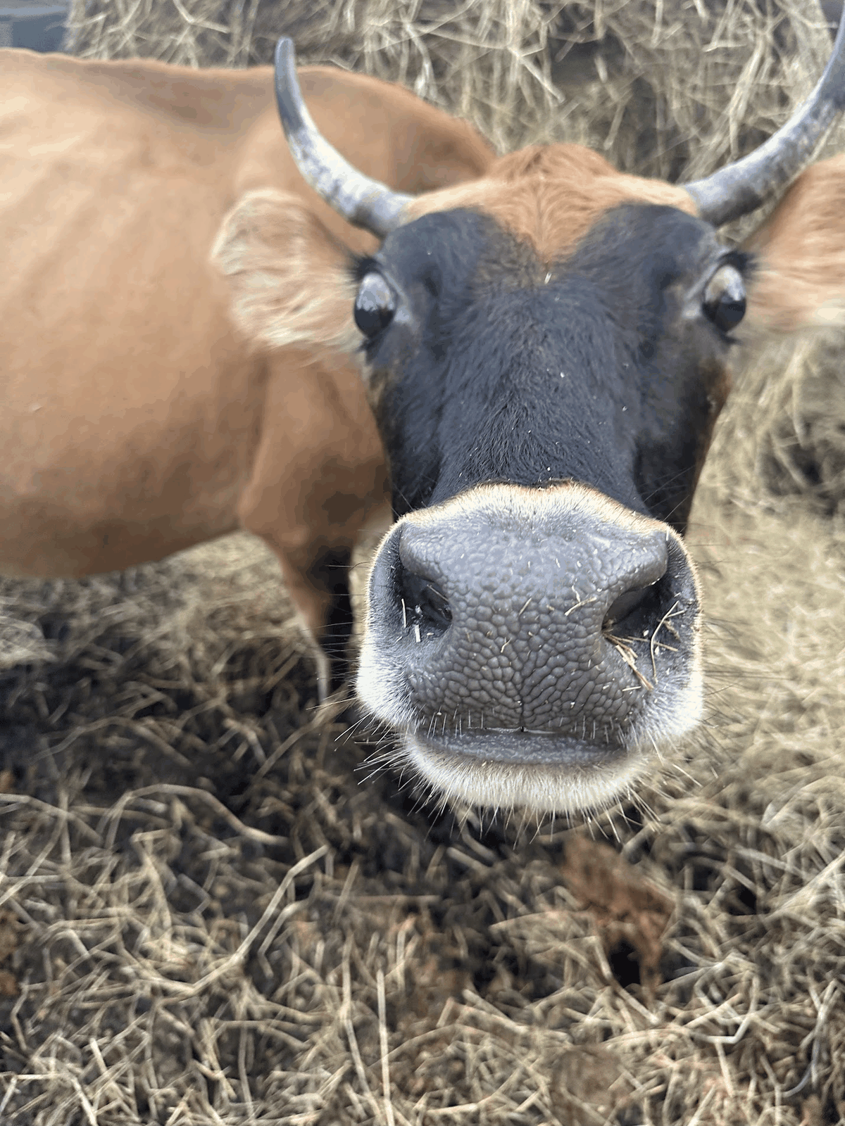 Friendly close portrait of cattle at STR Farms