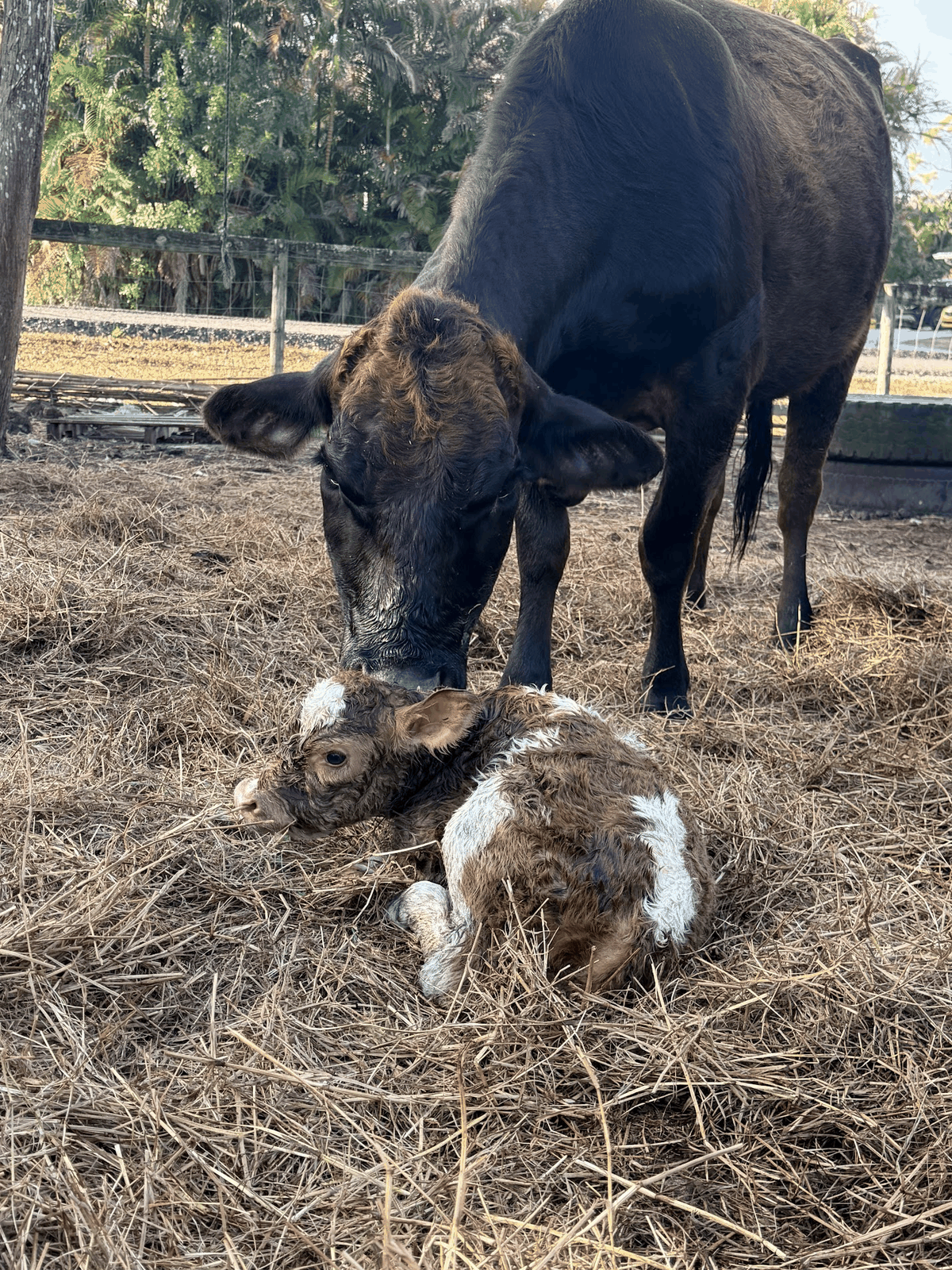 Cow standing protectively with her newborn calf