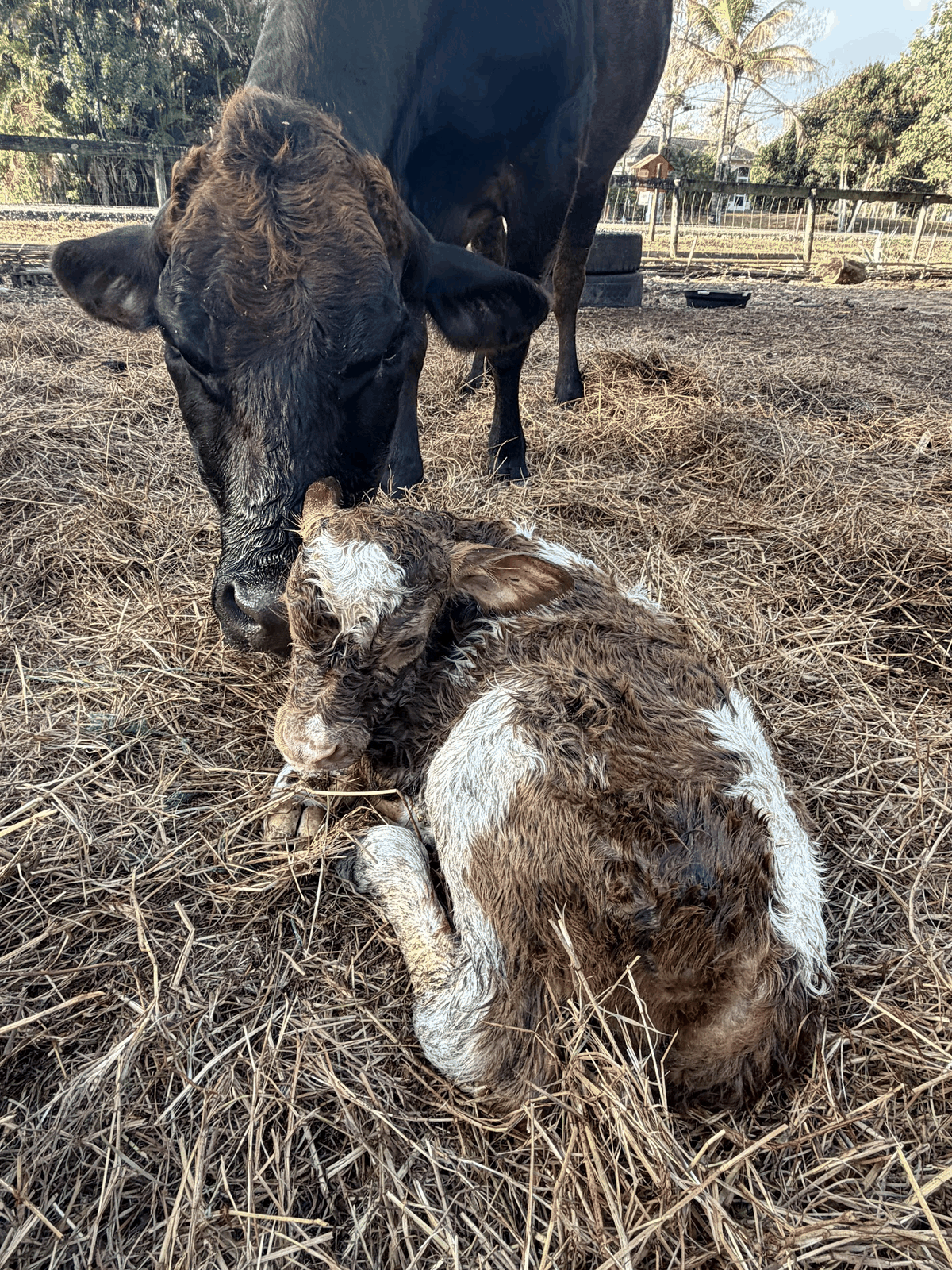 Cow caring for her newborn calf at STR Farms
