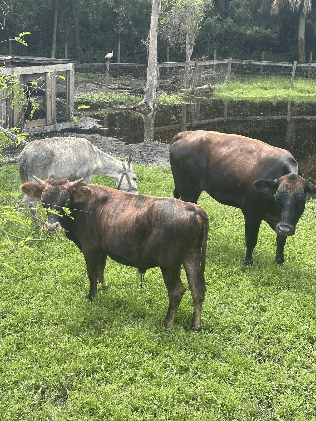 Group of cattle grazing with a donkey nearby