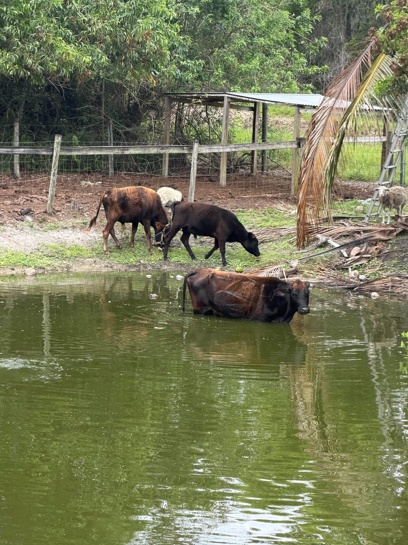 Cattle by the pond
