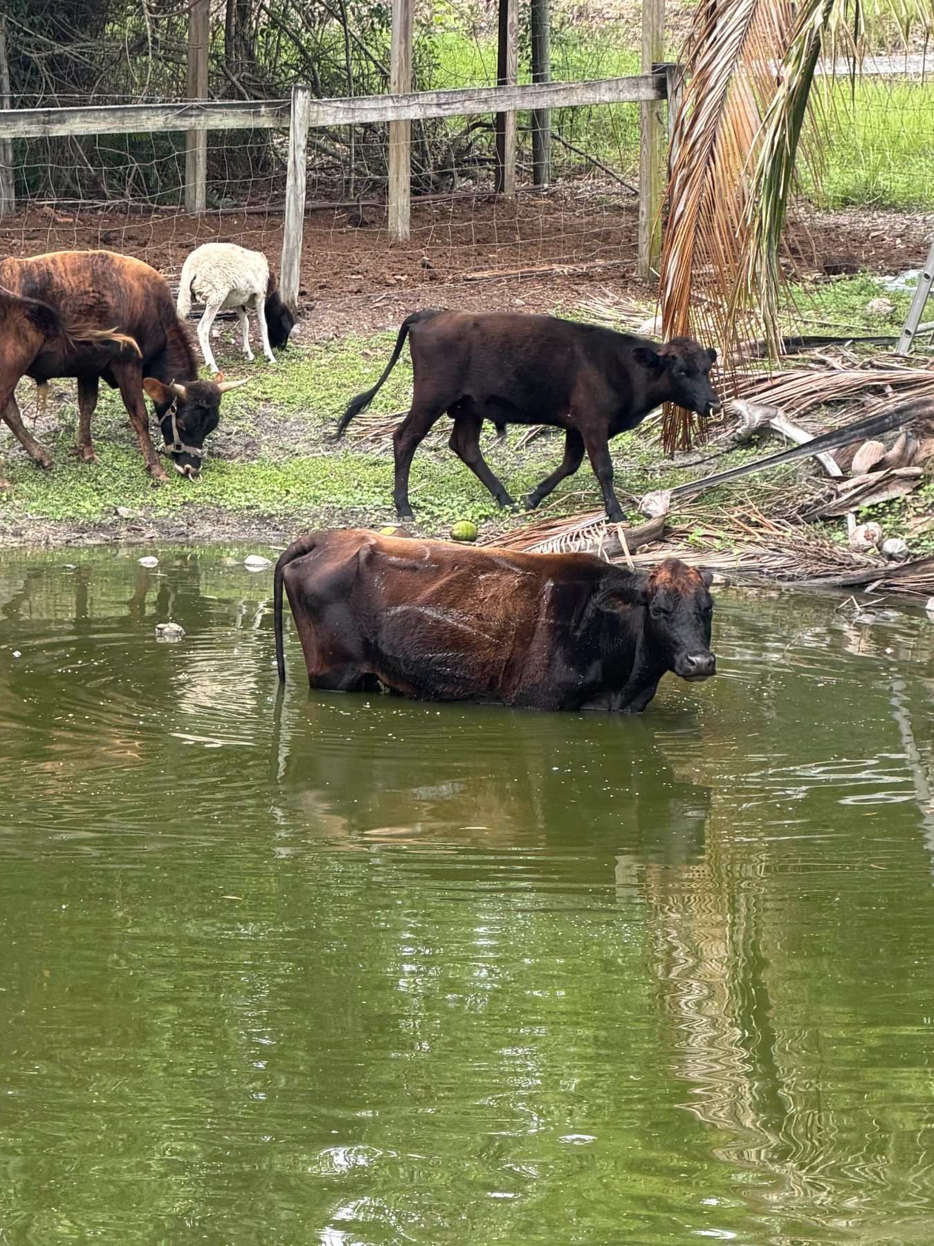 Cattle at STR Farms