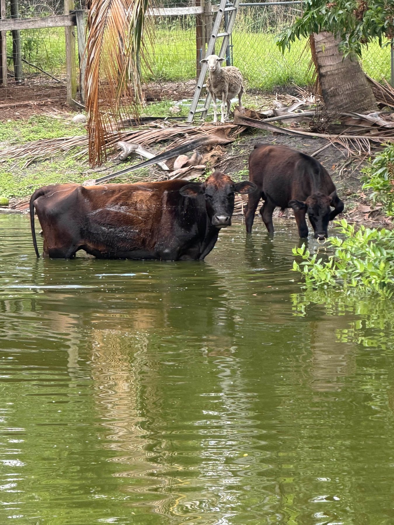 Cattle near pond