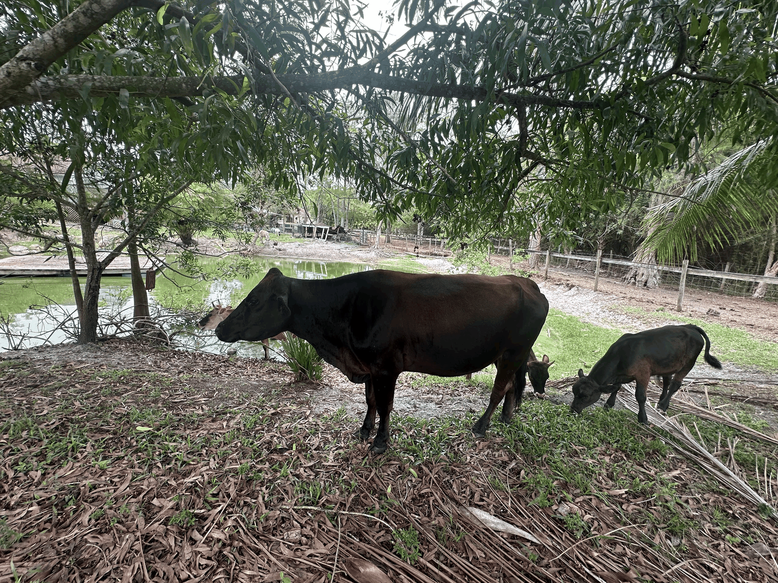 Cattle grazing near the farm pond