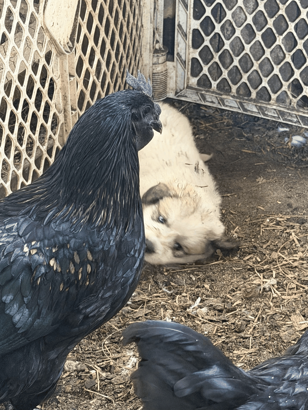 Ayam Cemani chicken beside a young guardian dog