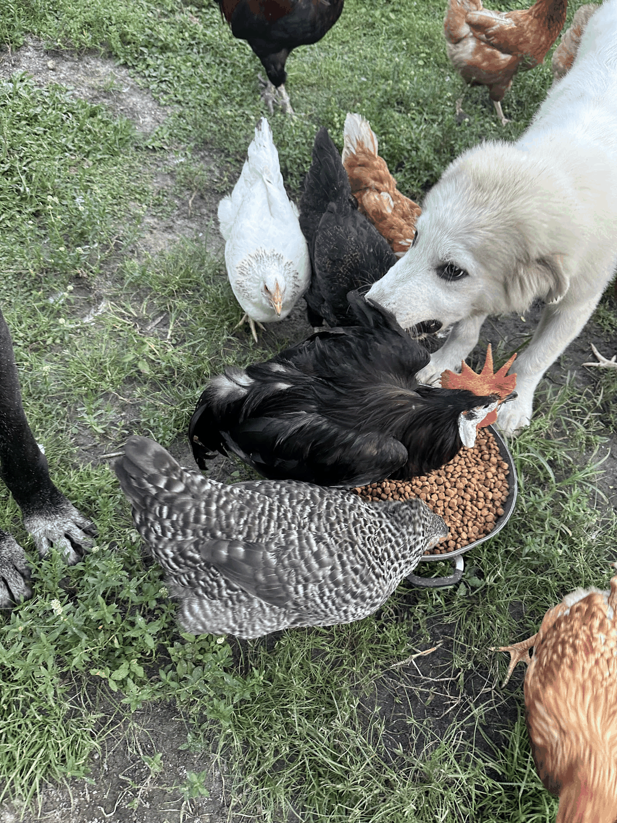 Mixed flock of chickens with a guardian puppy