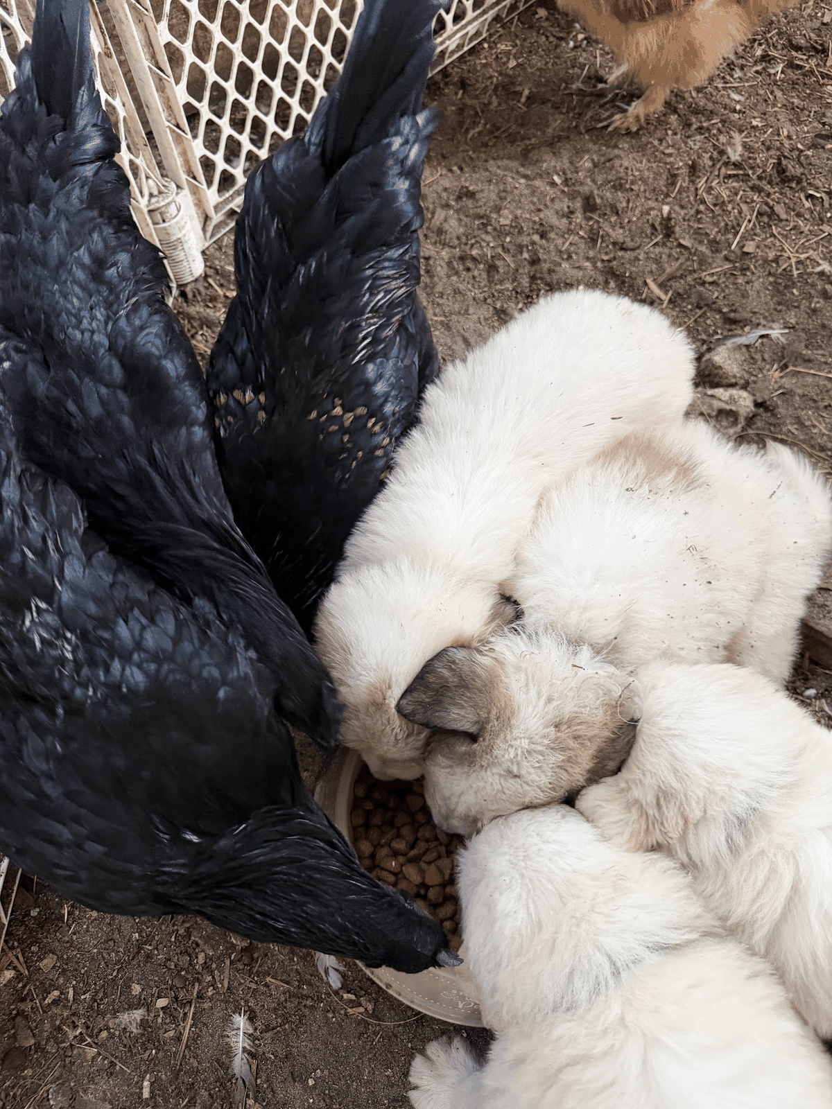 Young guardian puppies eating calmly alongside chickens