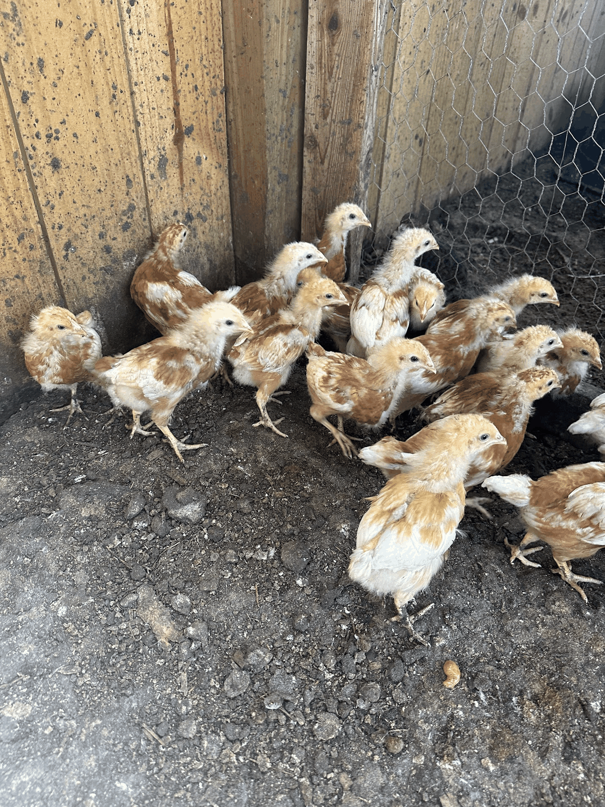 Group of young egg-laying chickens