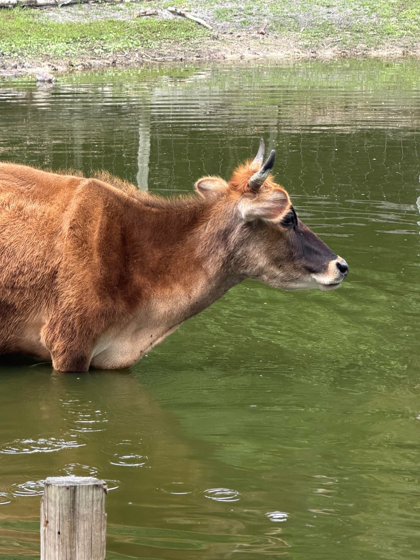Cow in the pond