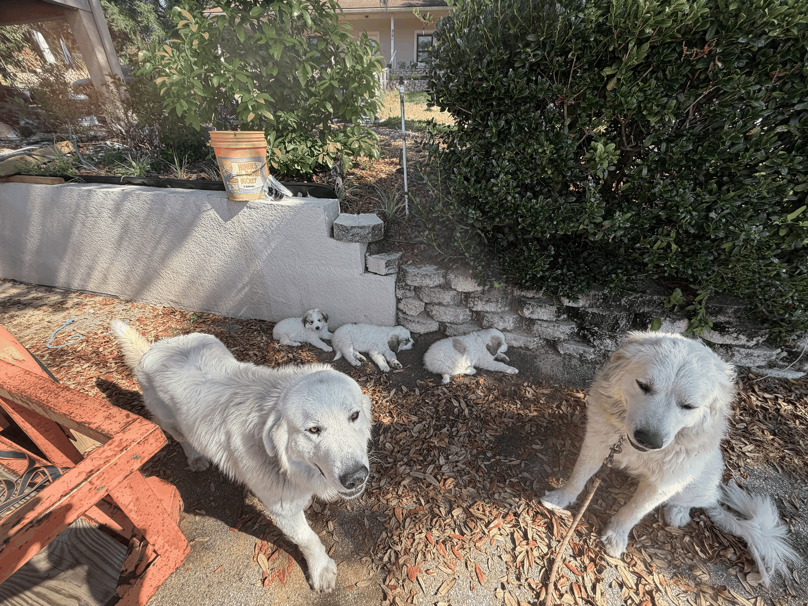 Q and Rosé with a litter of puppies at STR Farms