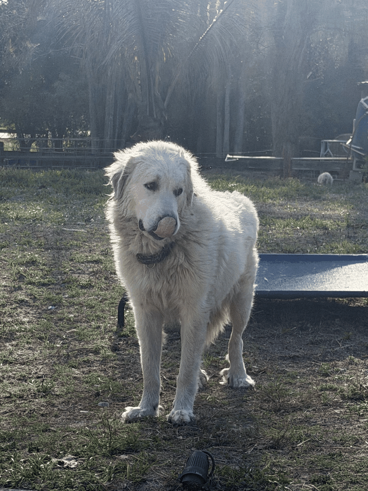 Adult livestock guardian dog working outdoors