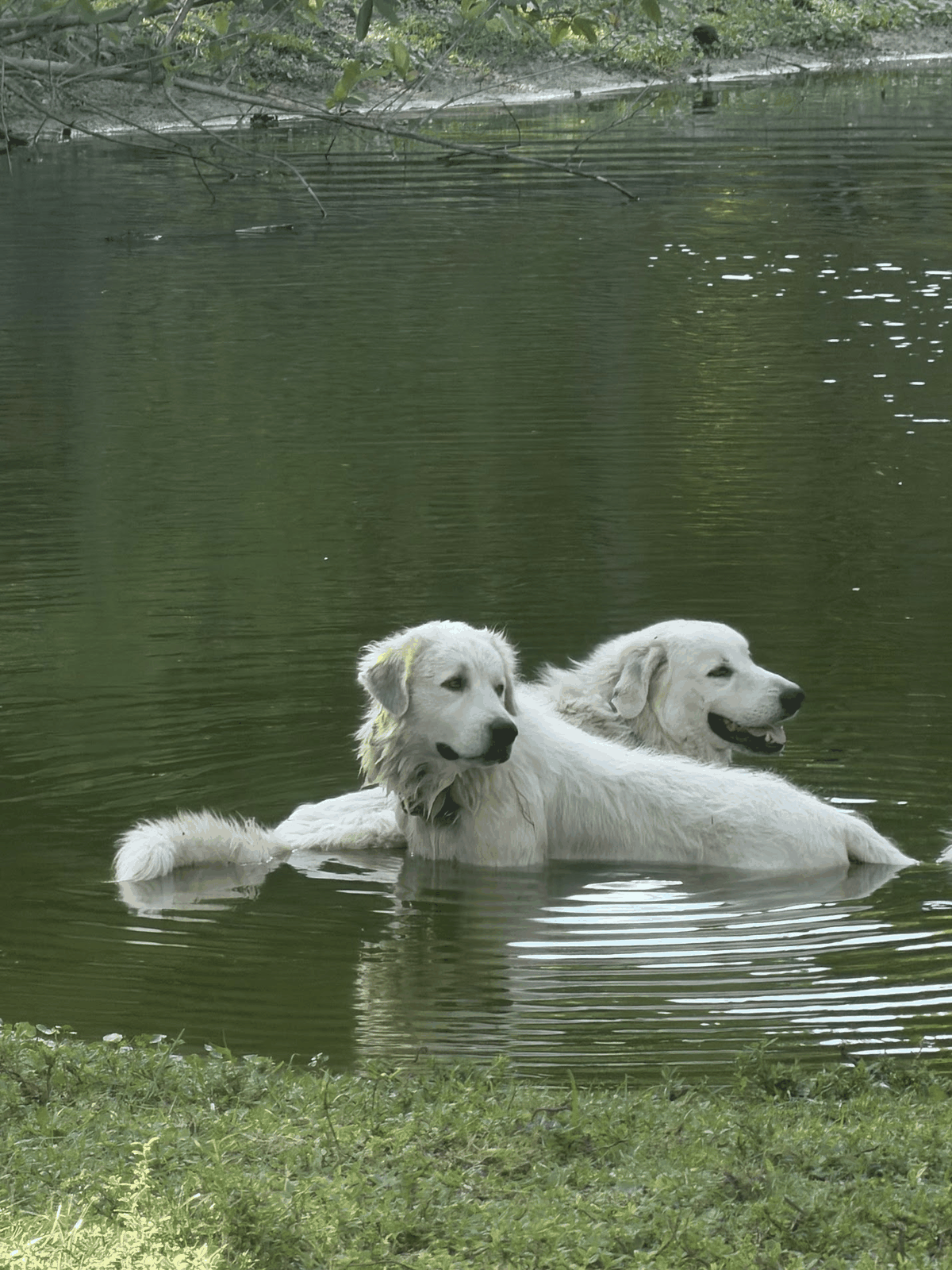 Q and Rosé together in the farm pond