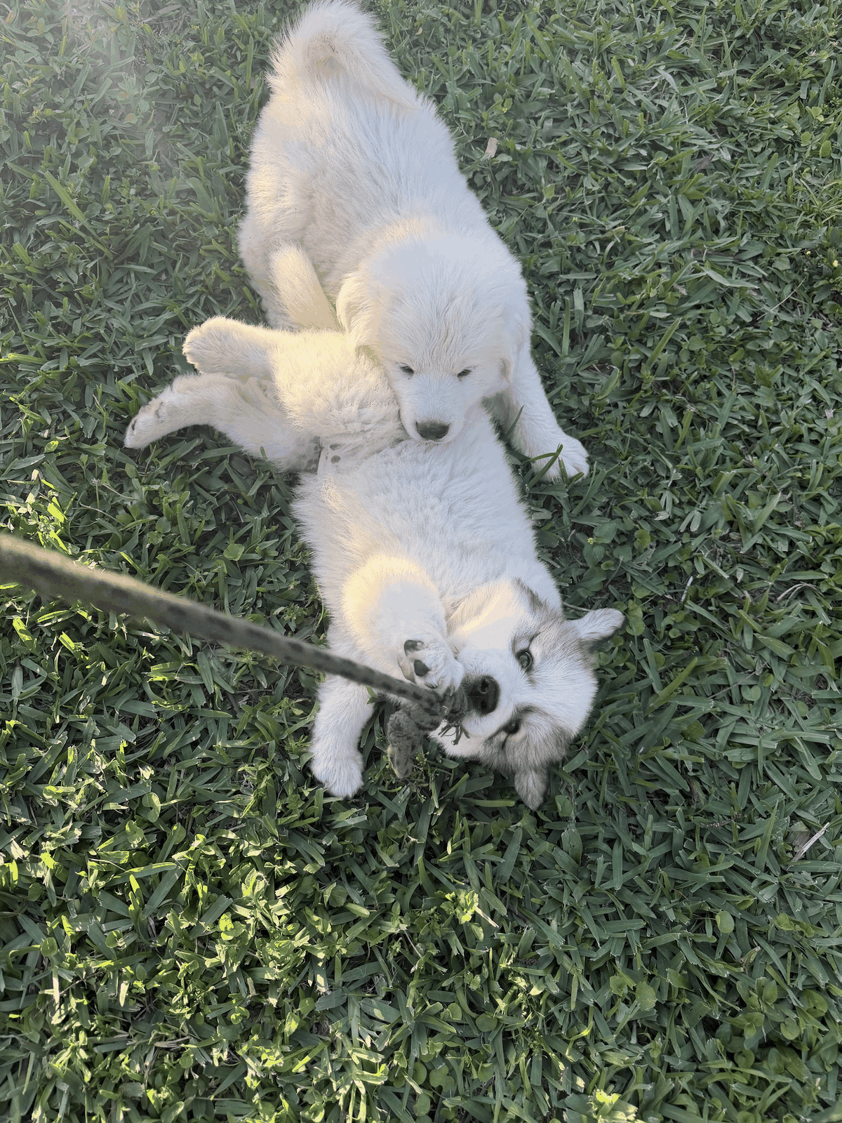 Two livestock guardian puppies playing together