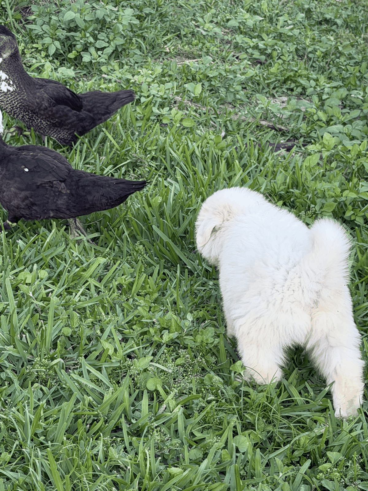 Guardian puppy observing farm birds