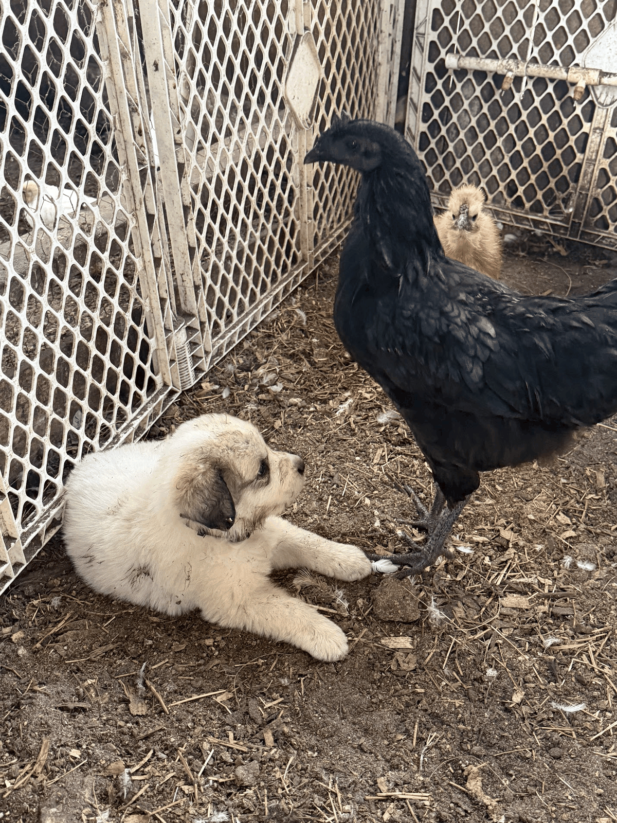 Guardian puppy resting calmly beside chickens