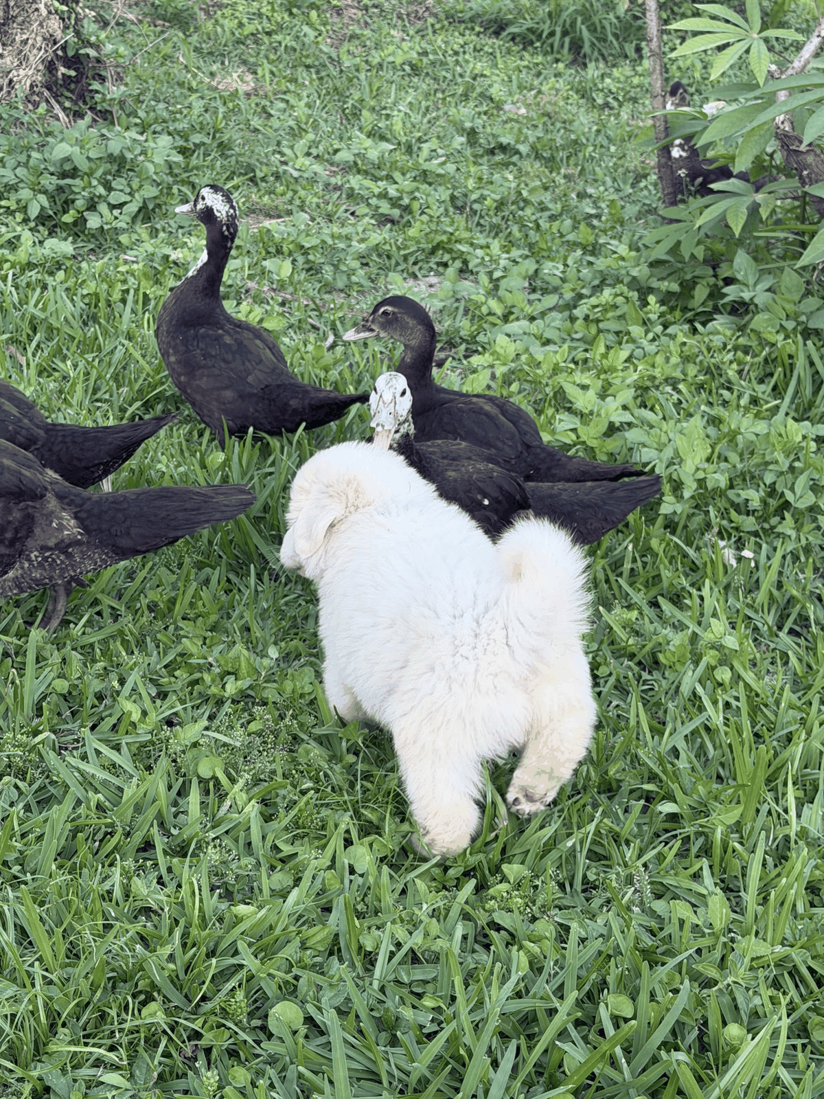 Guardian puppy walking among a flock of ducks