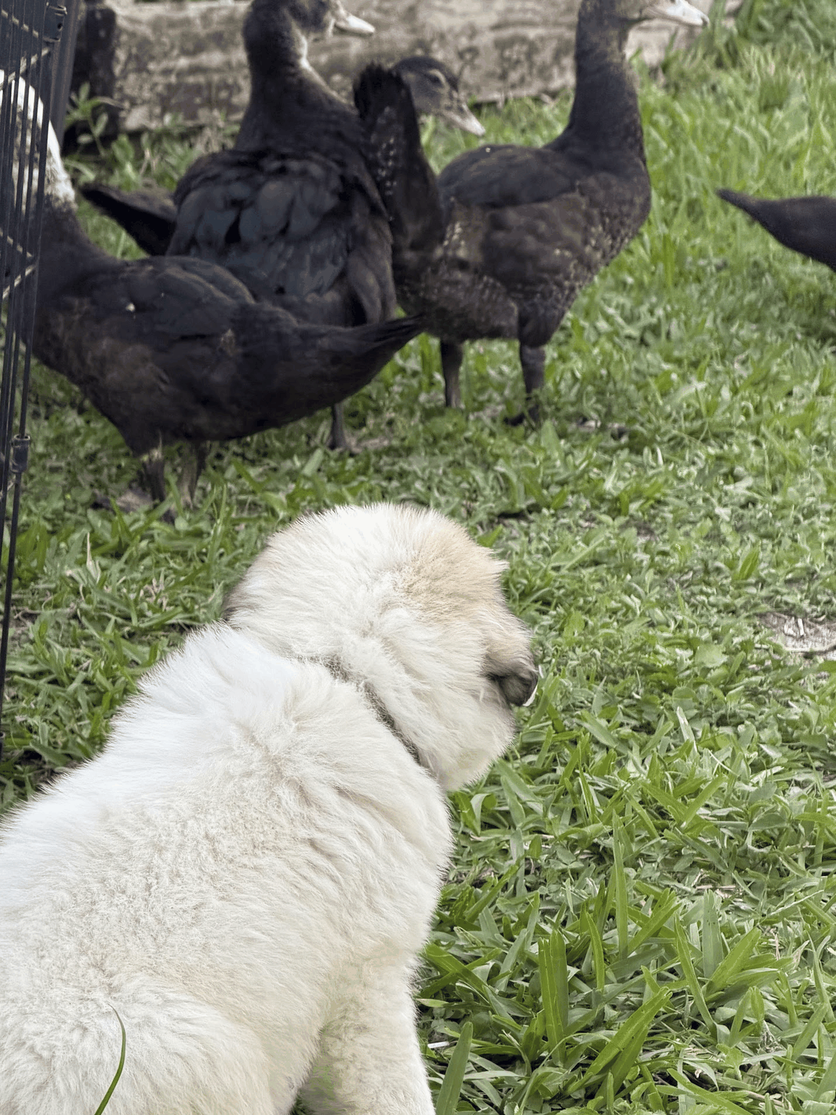 Young guardian puppy calmly watching ducks