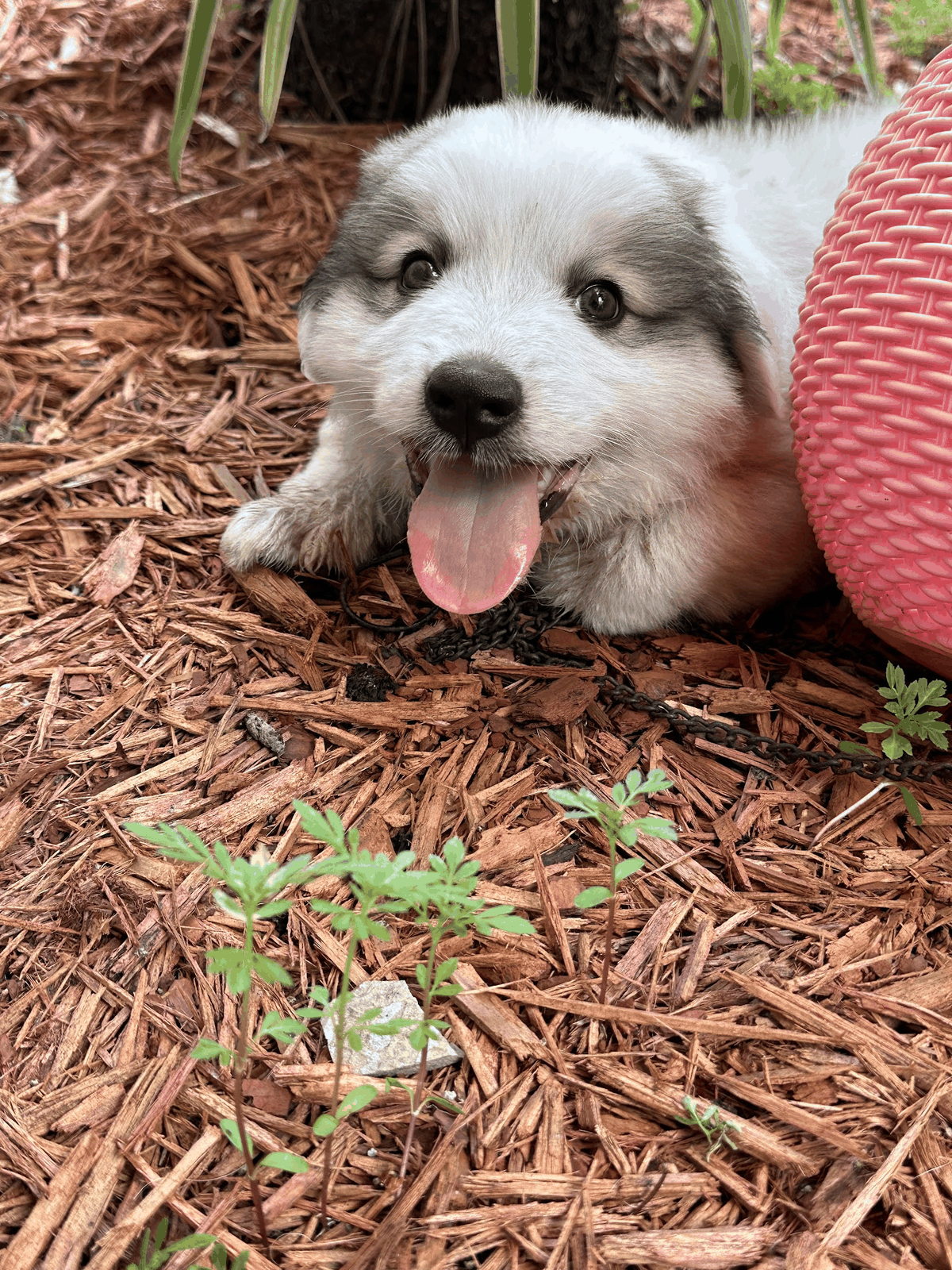 Close portrait of a livestock guardian puppy