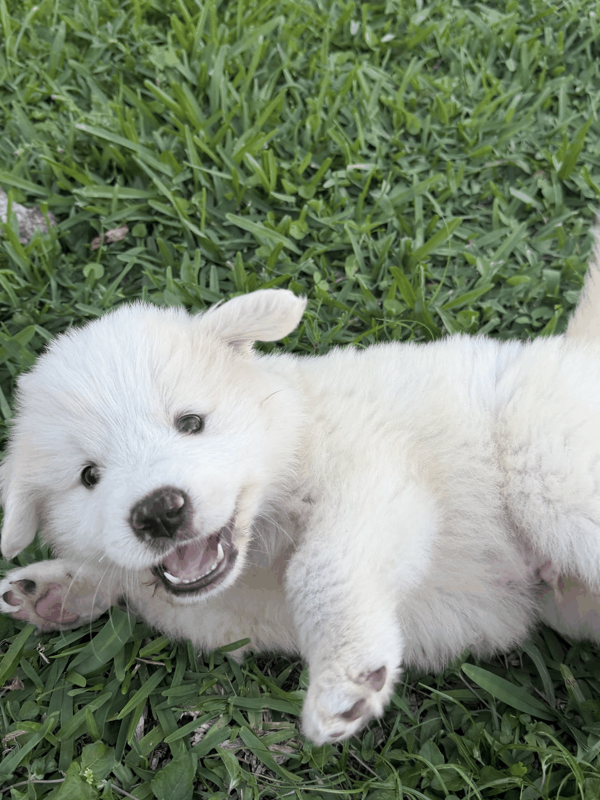 Happy livestock guardian puppy relaxing in the grass