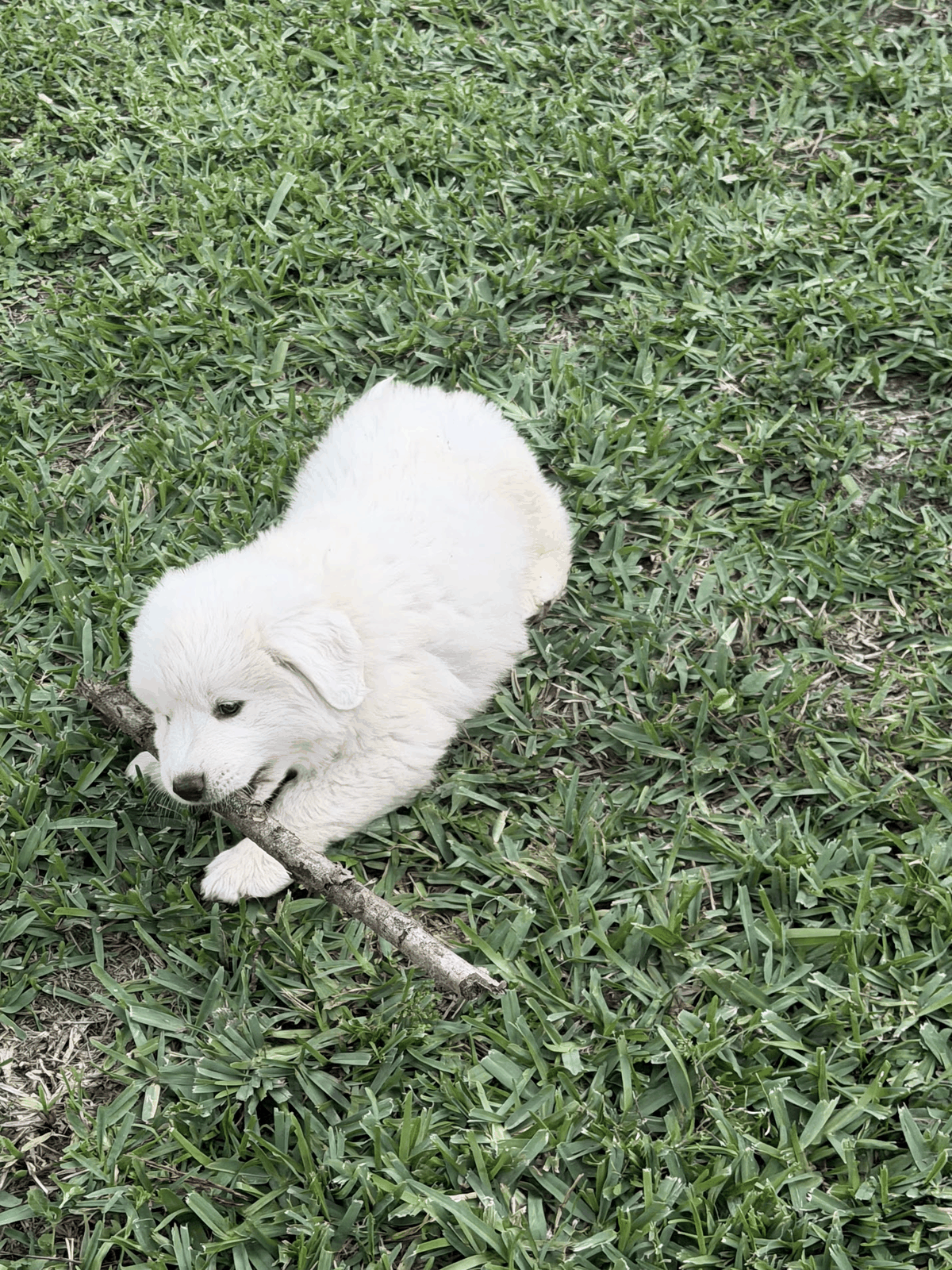 Young guardian puppy playing with a stick