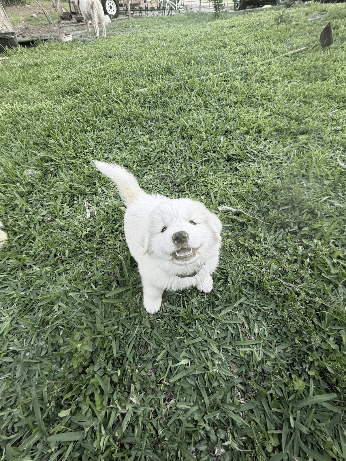 Livestock guardian puppy in the grass