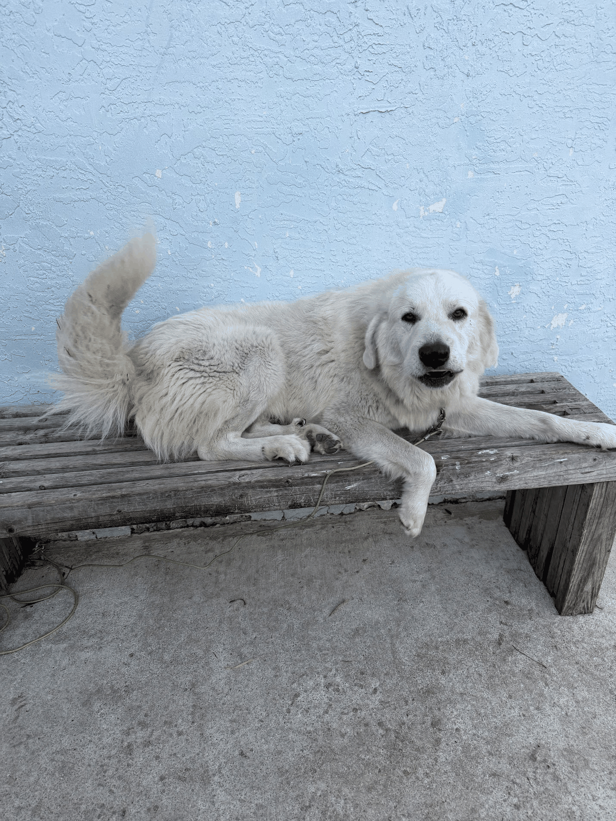 Q, the male livestock guardian dog at STR Farms