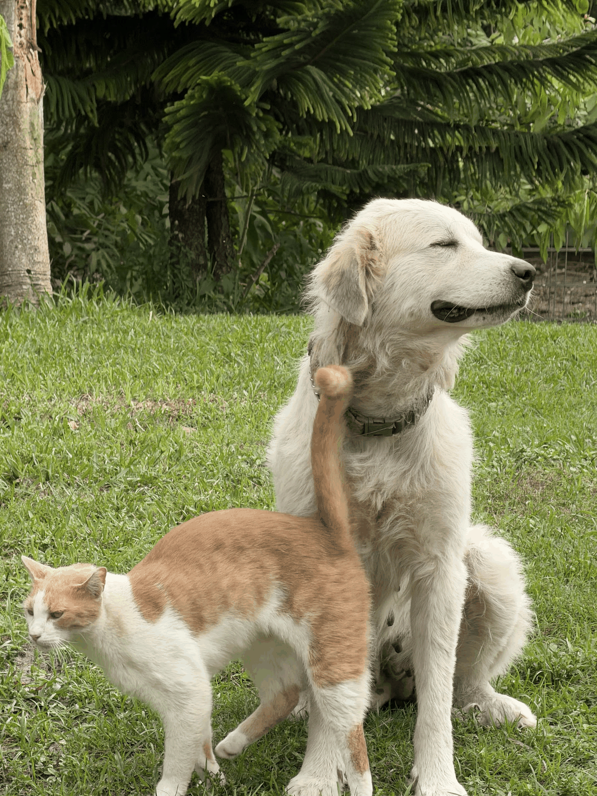 Rosé, the female livestock guardian dog at STR Farms