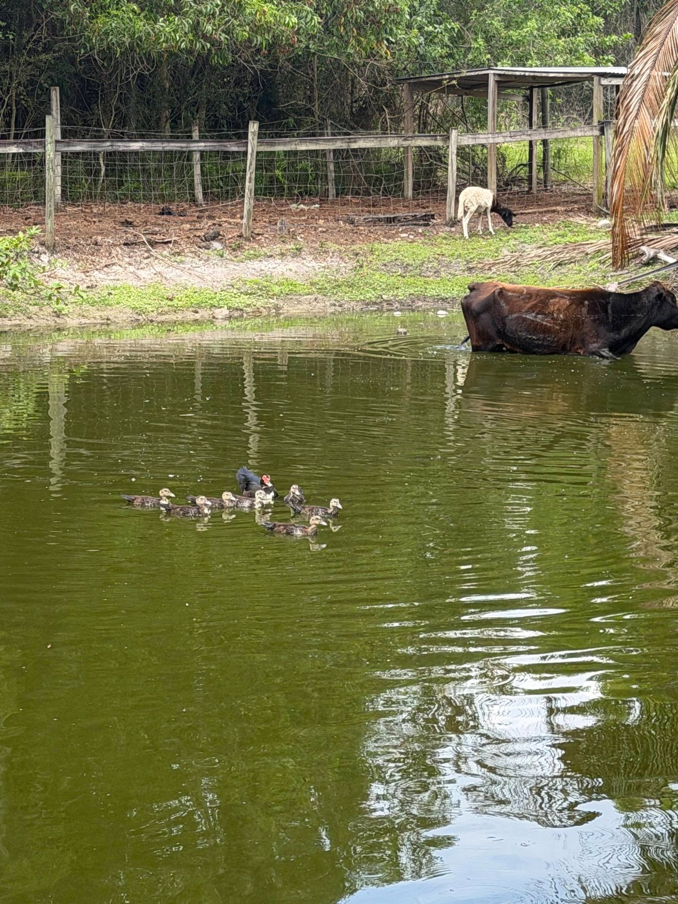 Ducks and cattle by the pond