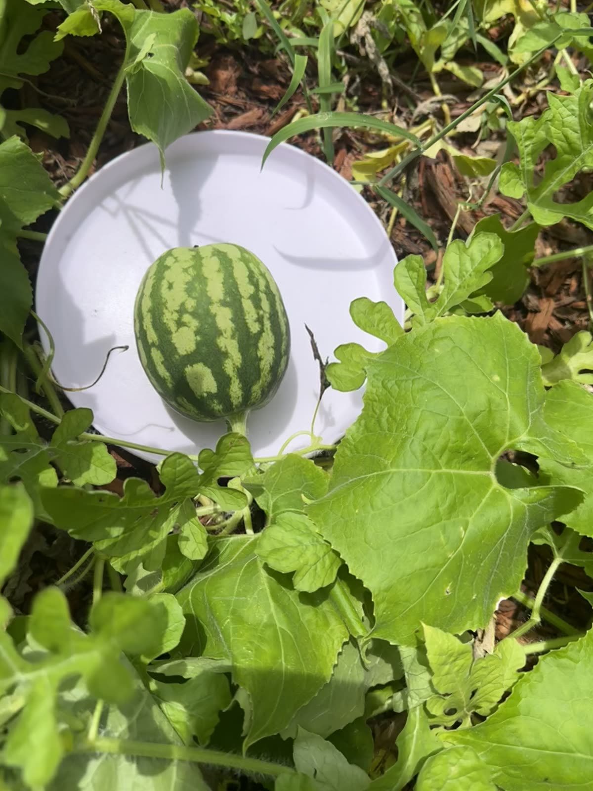 Farm produce at STR Farms