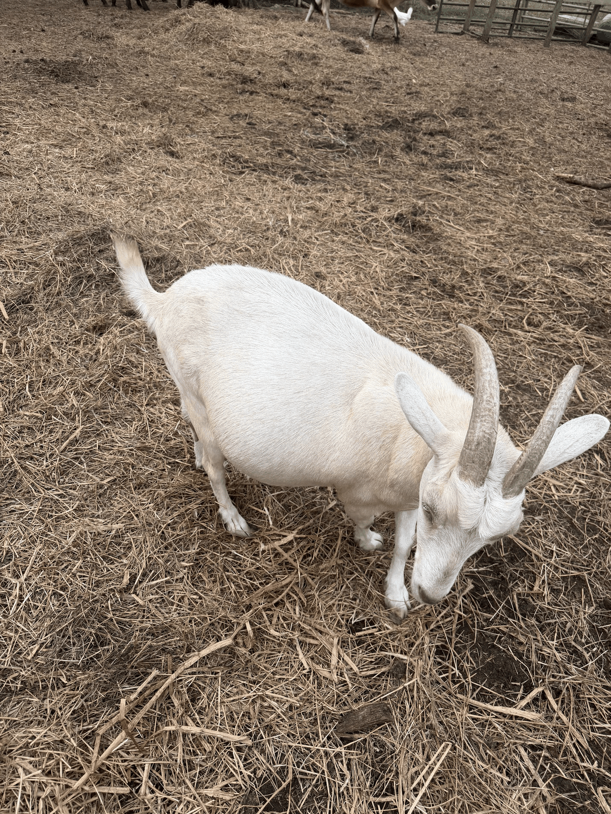 Goats at STR Farms