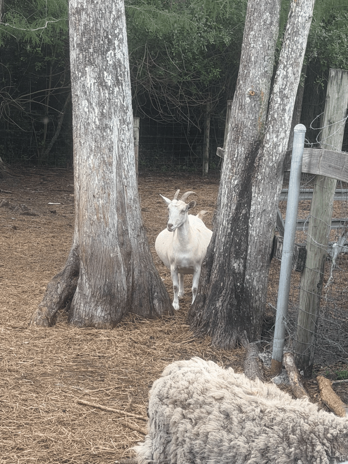 White goat standing among trees with sheep nearby