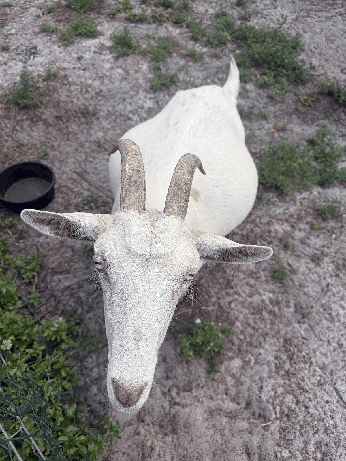 White horned goat looking toward the camera at STR Farms