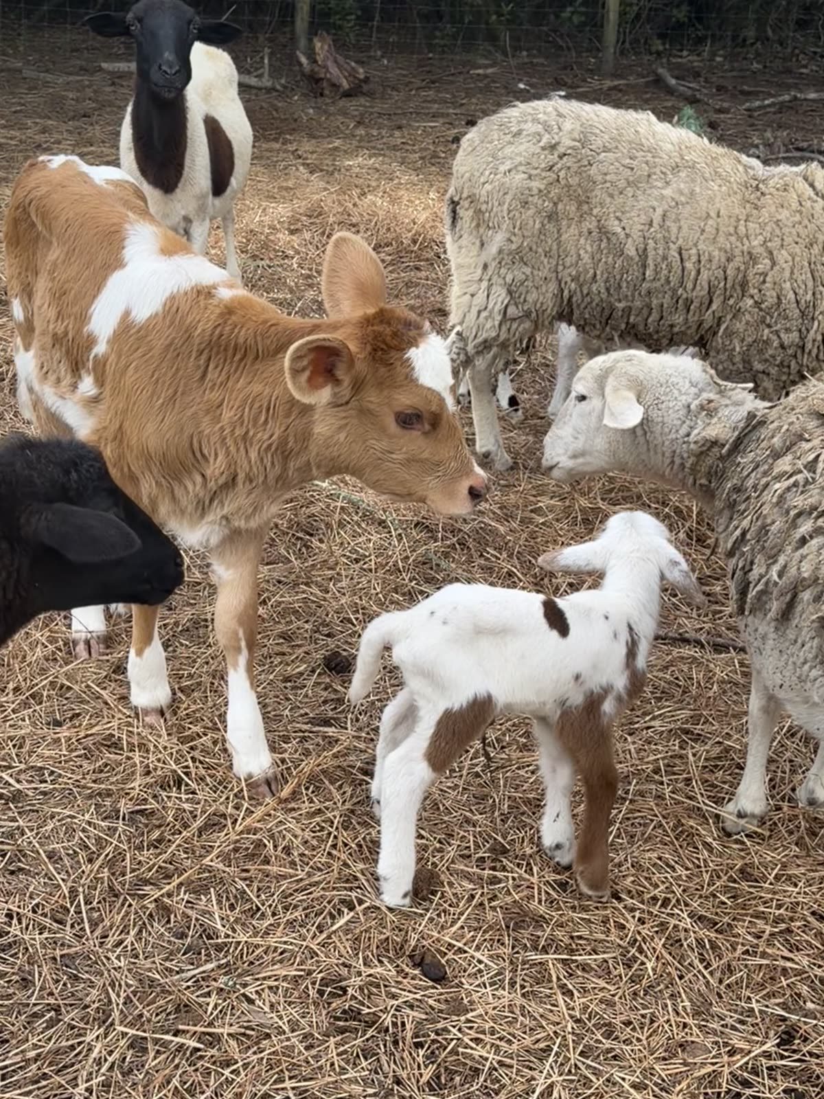 Goats at STR Farms