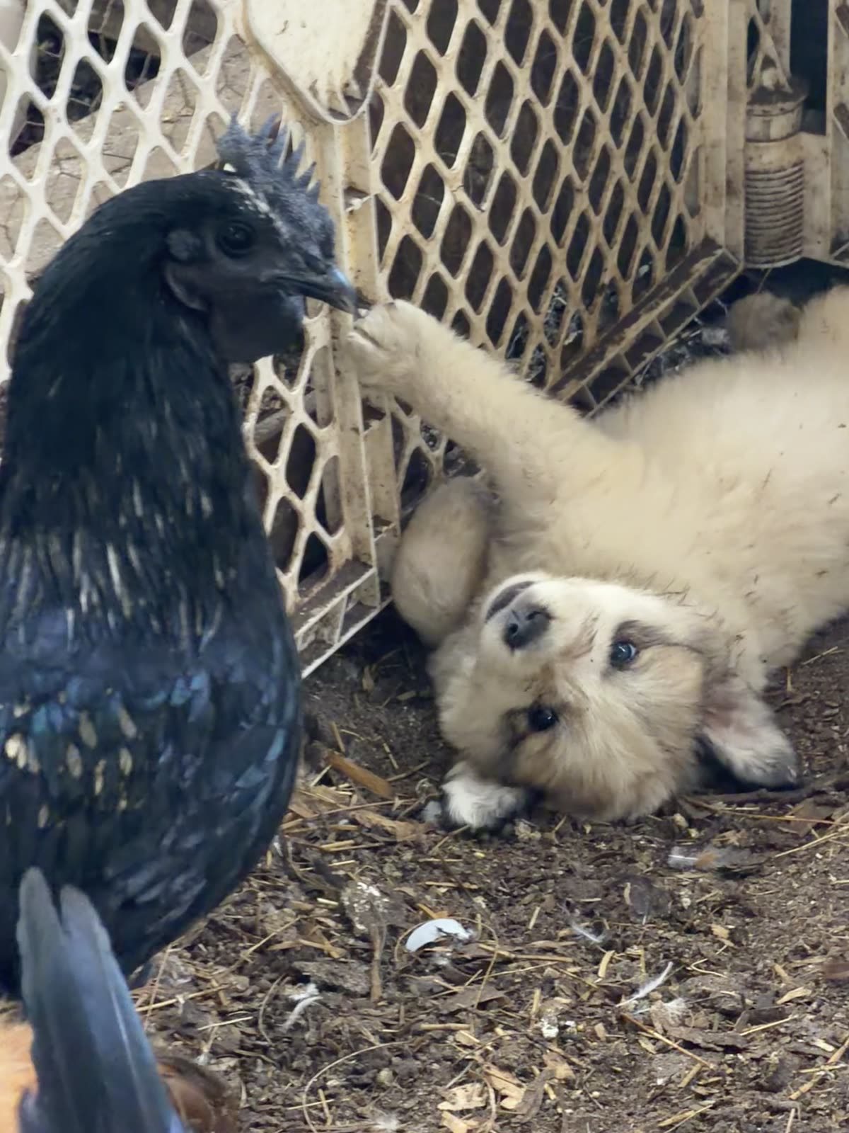 Livestock guardian dogs at STR Farms