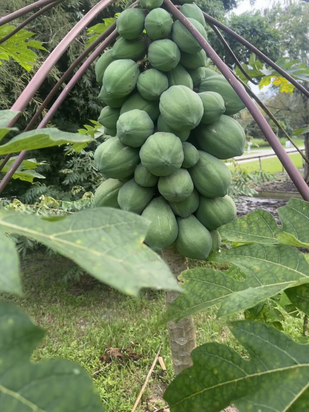 Farm greenery at STR Farms