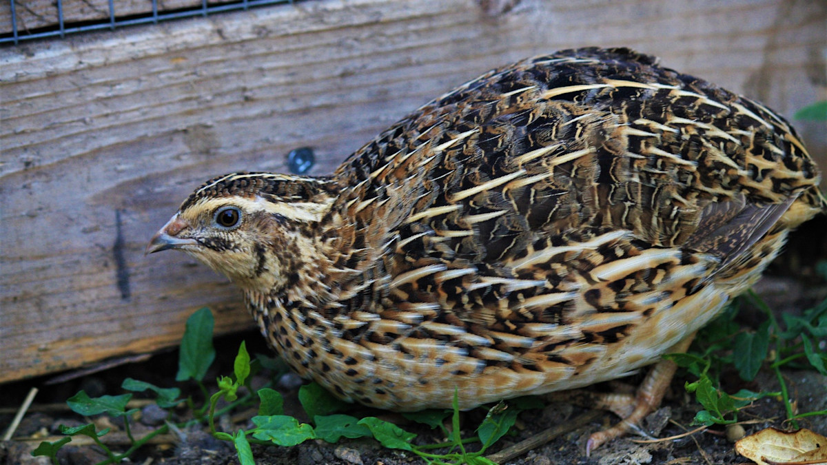 Quail at STR Farms
