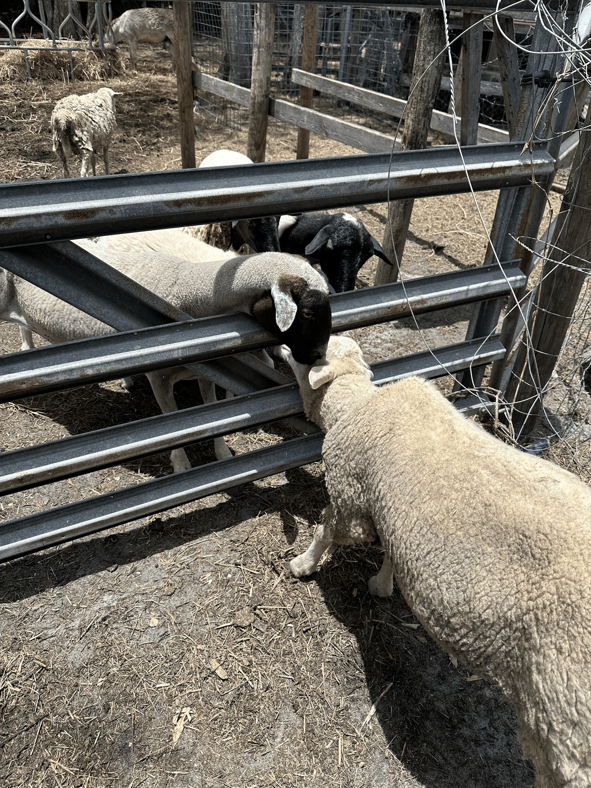 Sheep greeting one another at the farm gate