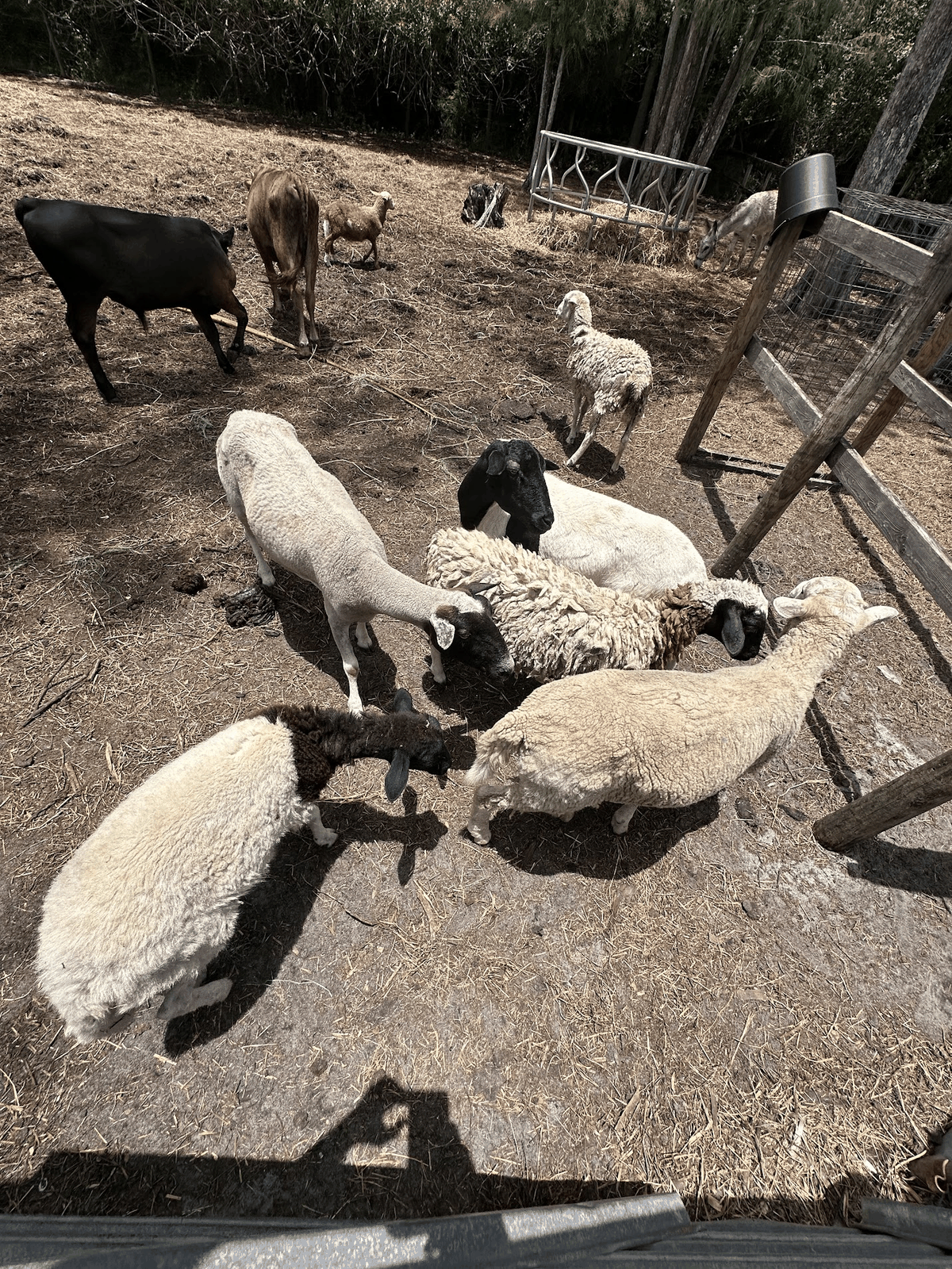 Mixed flock of sheep at STR Farms
