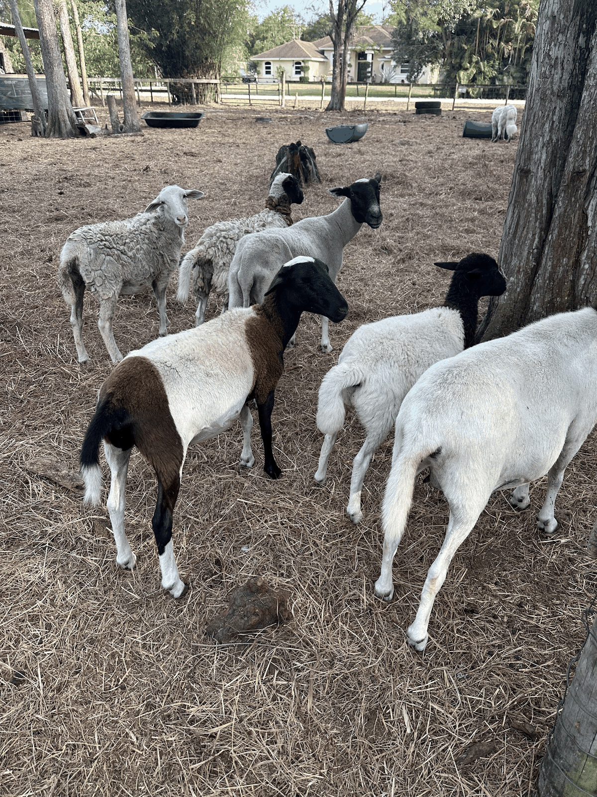Sheep gathered in a shaded farm pasture