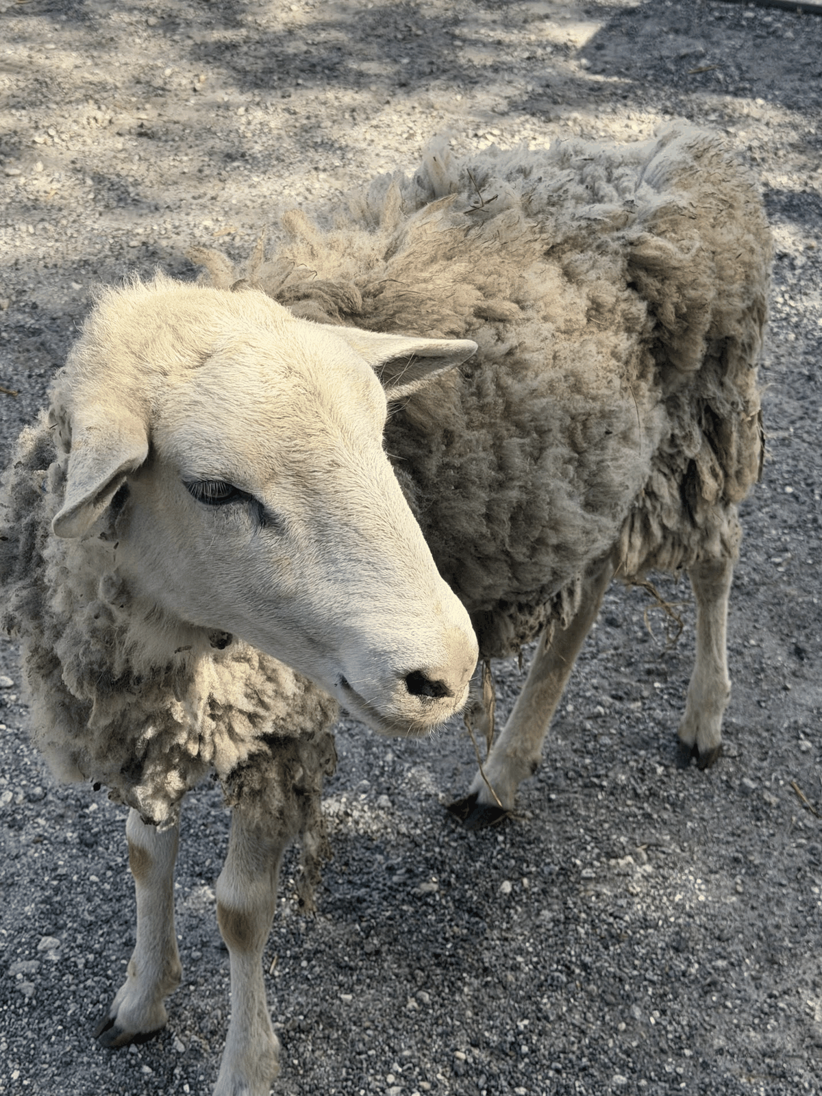 Close portrait of a sheep at STR Farms